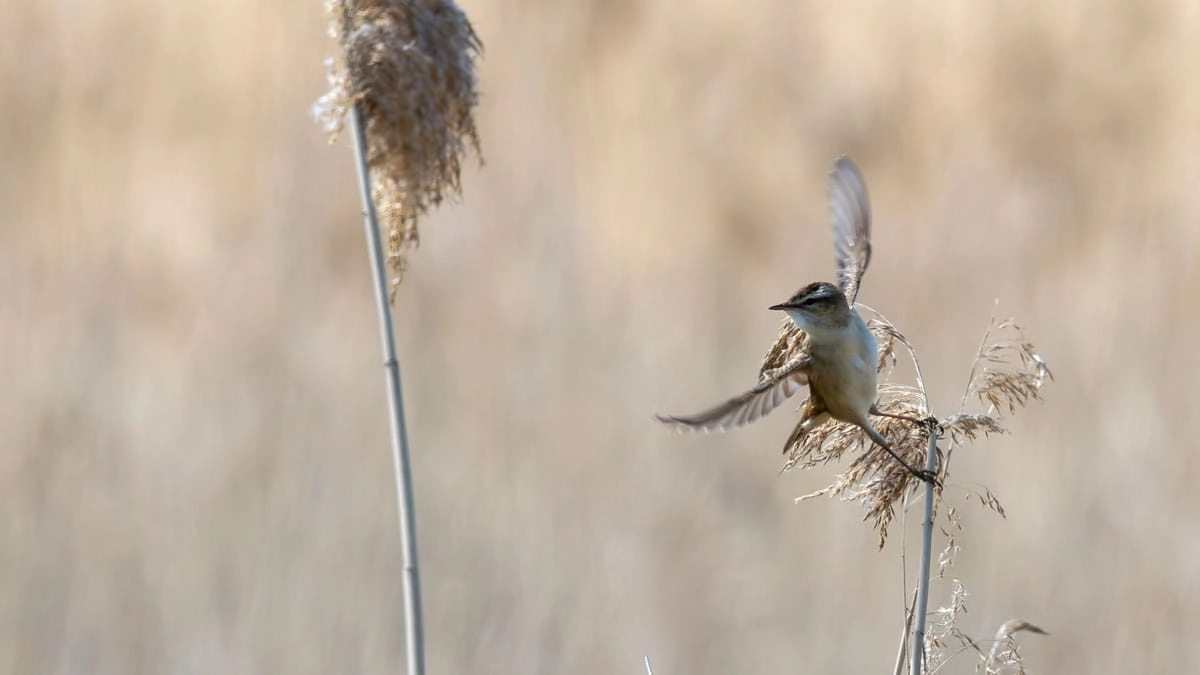 In het rijk van de zeearend: vogels spotten in het Lauwersmeer